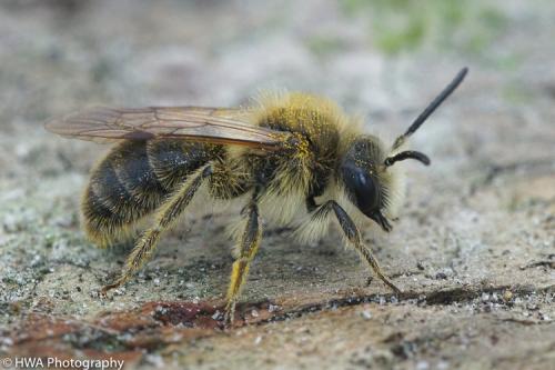 Andrena humilis